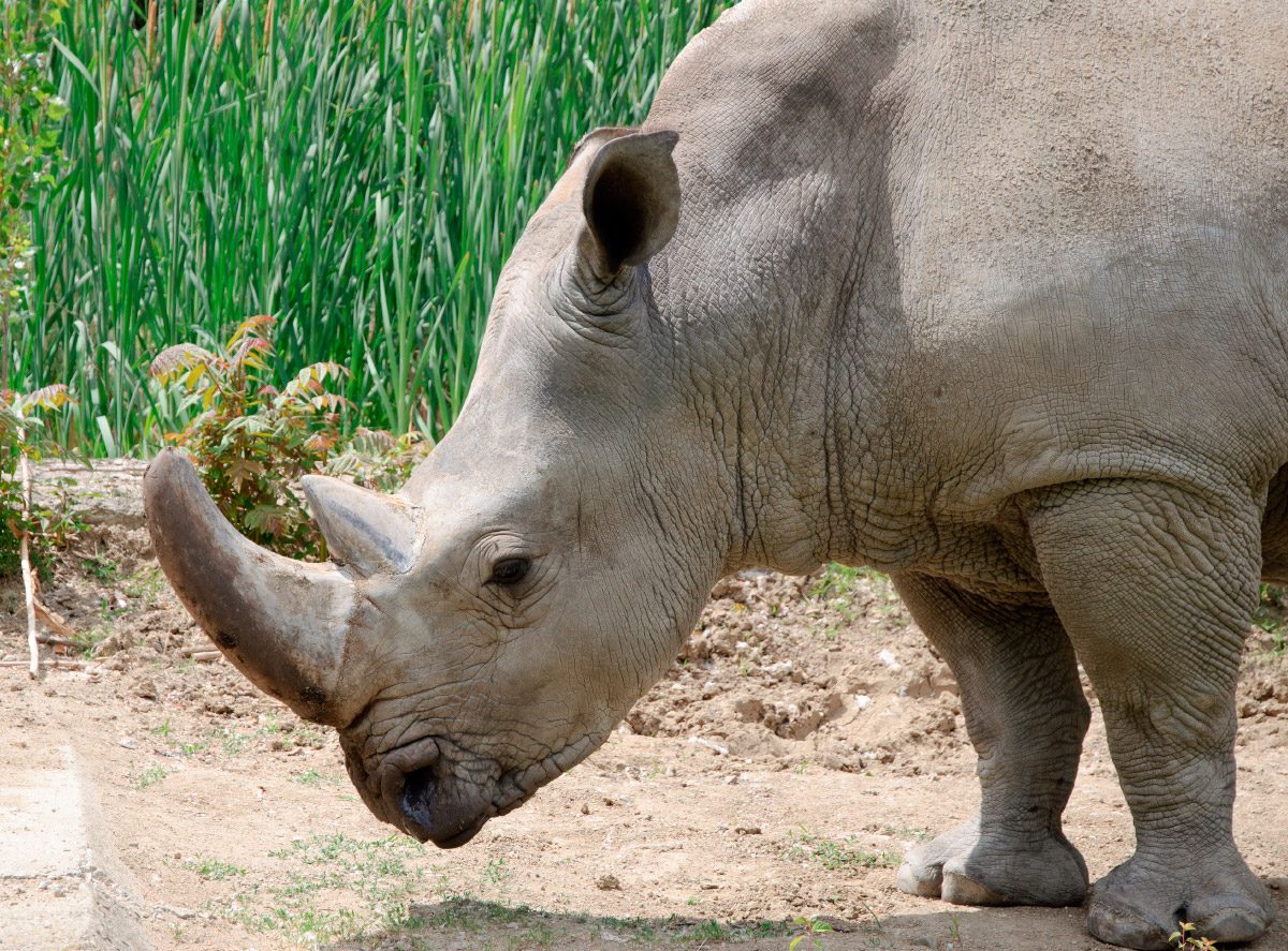 Especies de rinocerontes