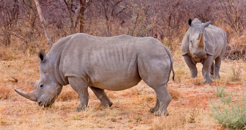 Evolución de los rinocerontes