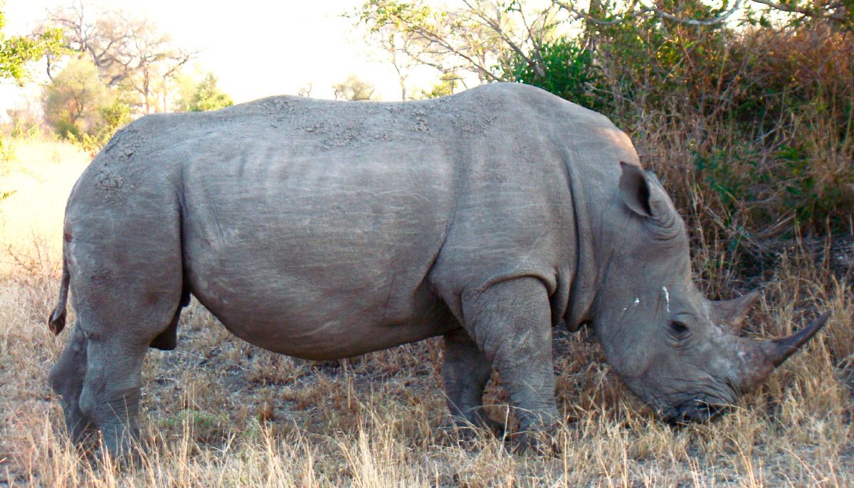Foto de un rinoceronte