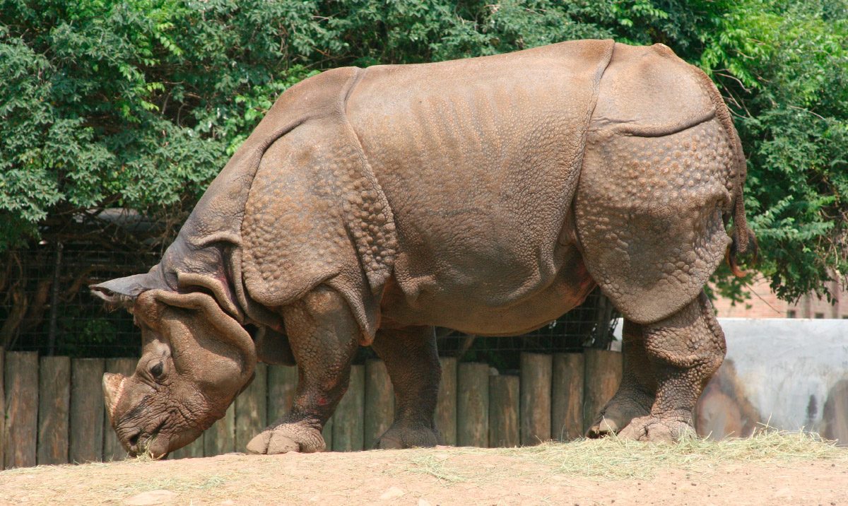 Fotos bonitas de rinocerontes