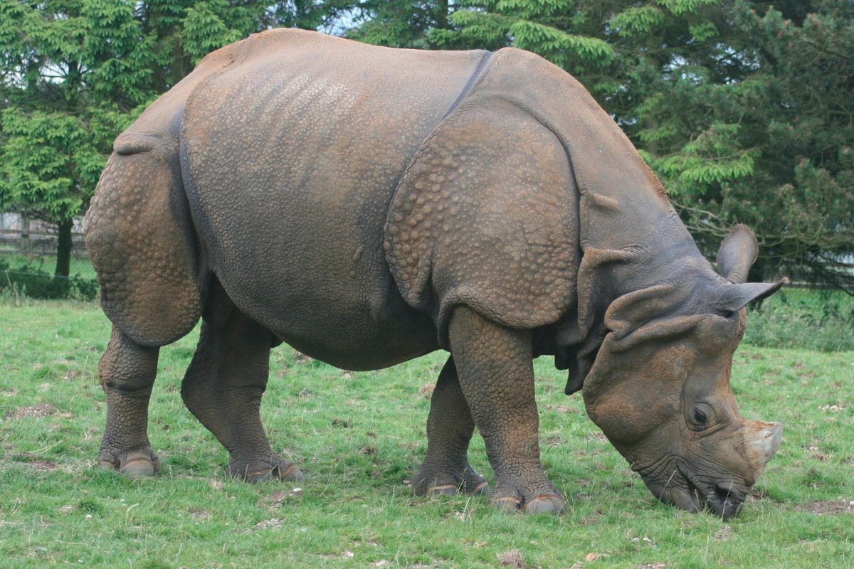 Fotos de rinocerontes adultos
