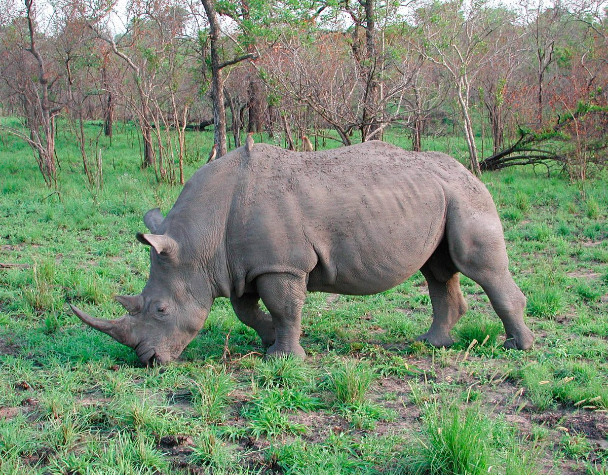 Fotos de rinocerontes comiendo