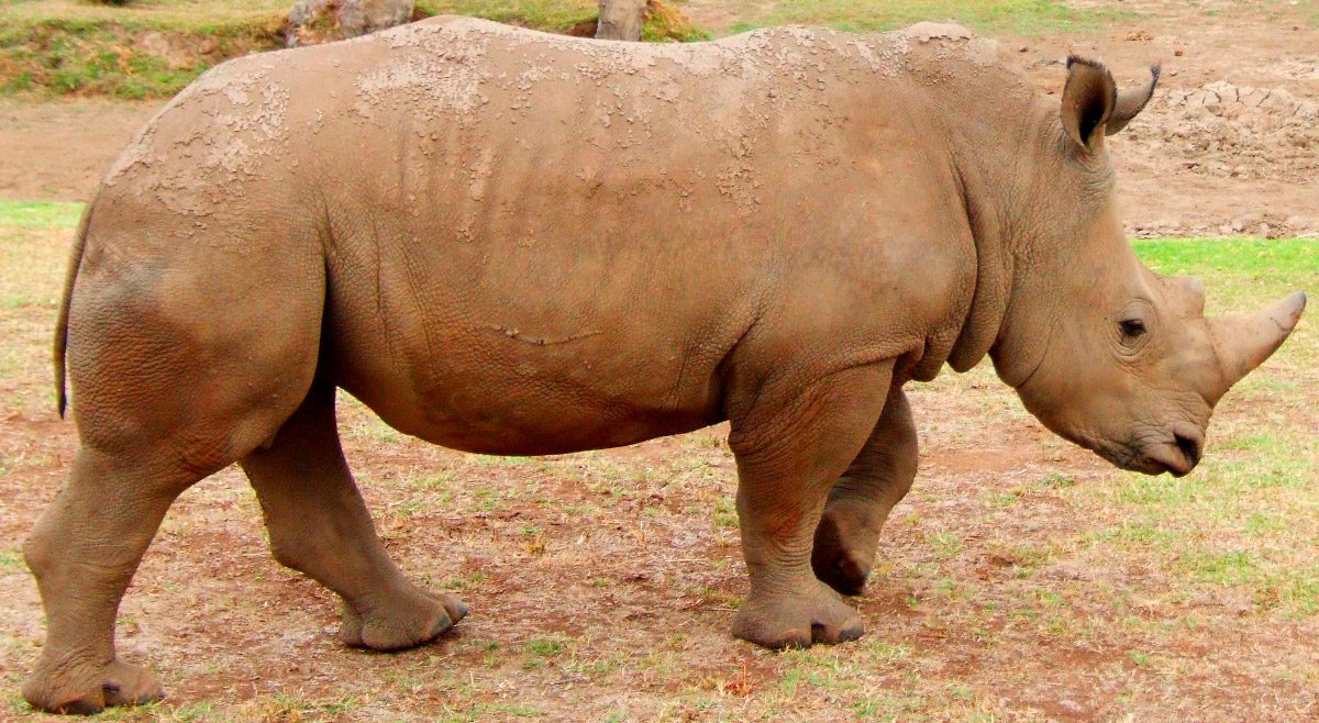 Fotos de rinocerontes pequeños