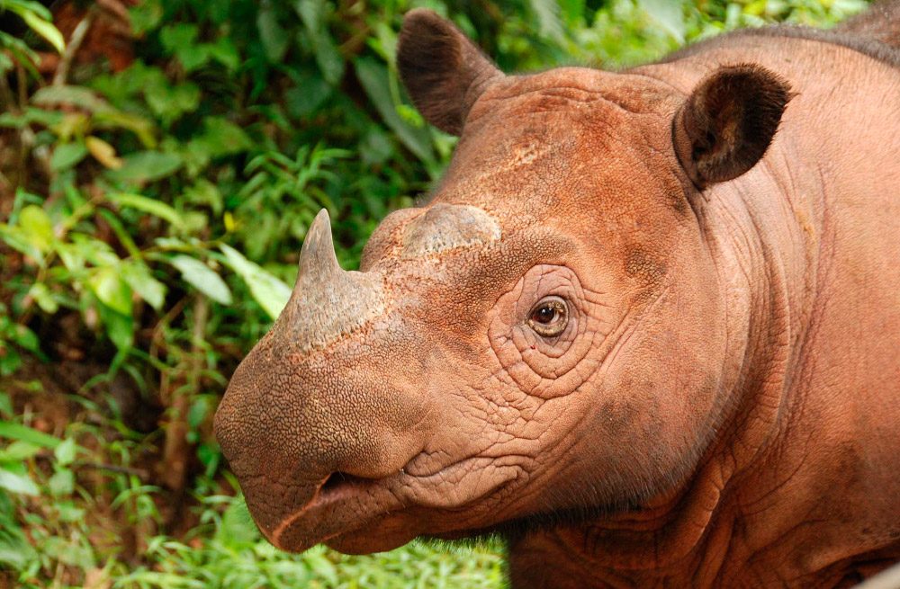 Fotos del rinoceronte de Sumatra