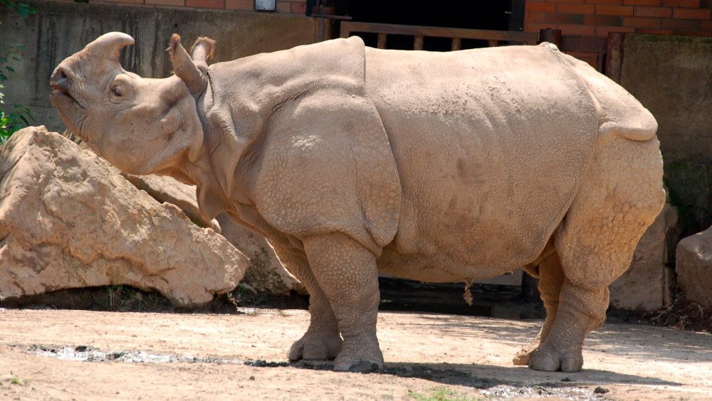 Fotos del rinoceronte indio