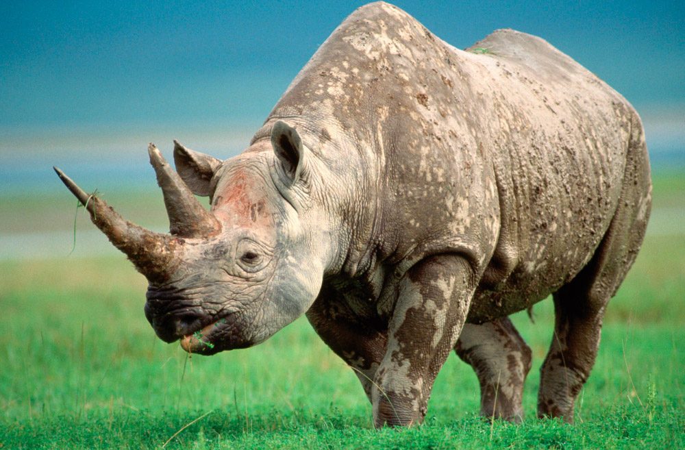 Historia de los rinocerontes