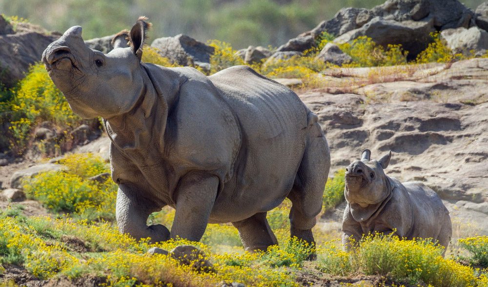 Imágenes bonitas de rinocerontes