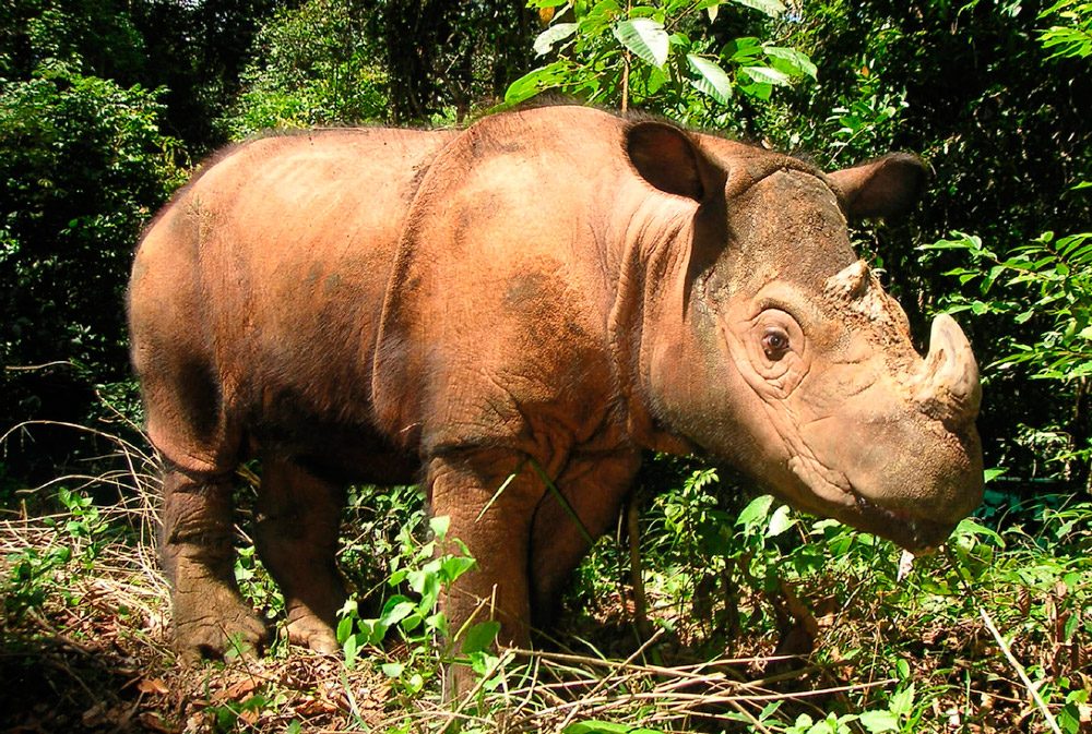 Imagenes del rinoceronte de Sumatra