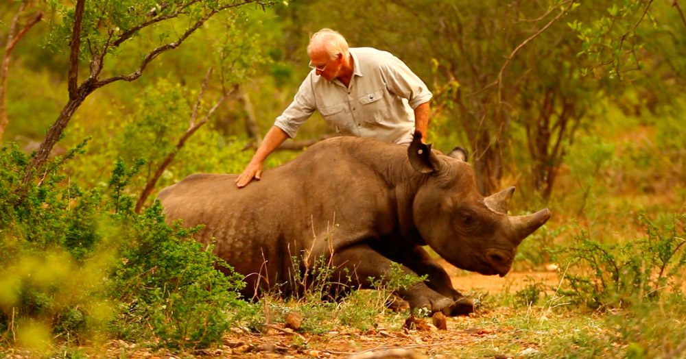 programas de conservación de los rinocerontes