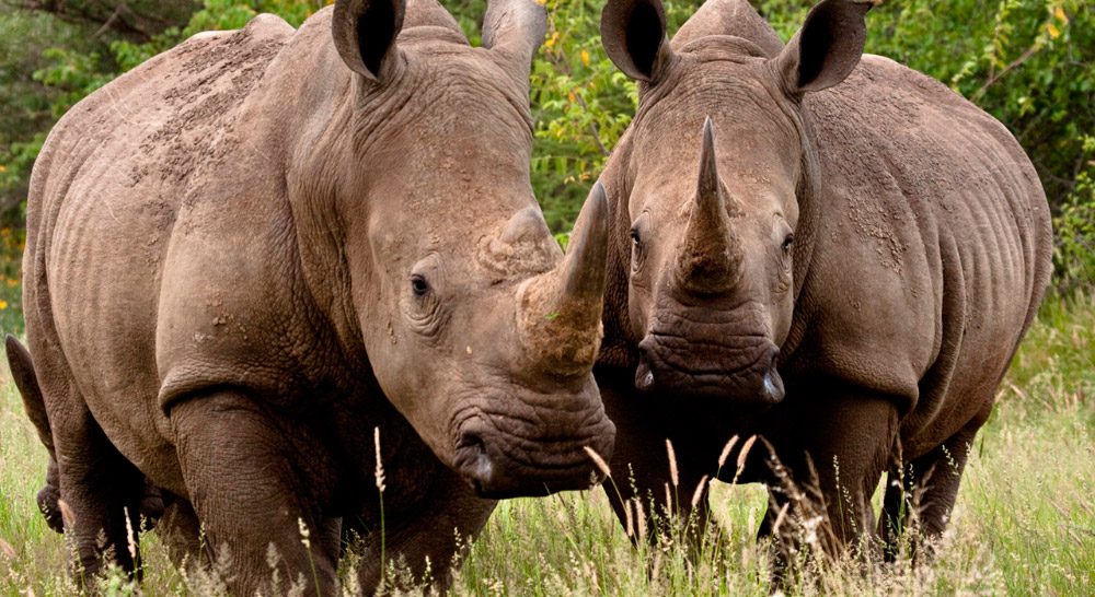 Razones para proteger a los rinocerontes