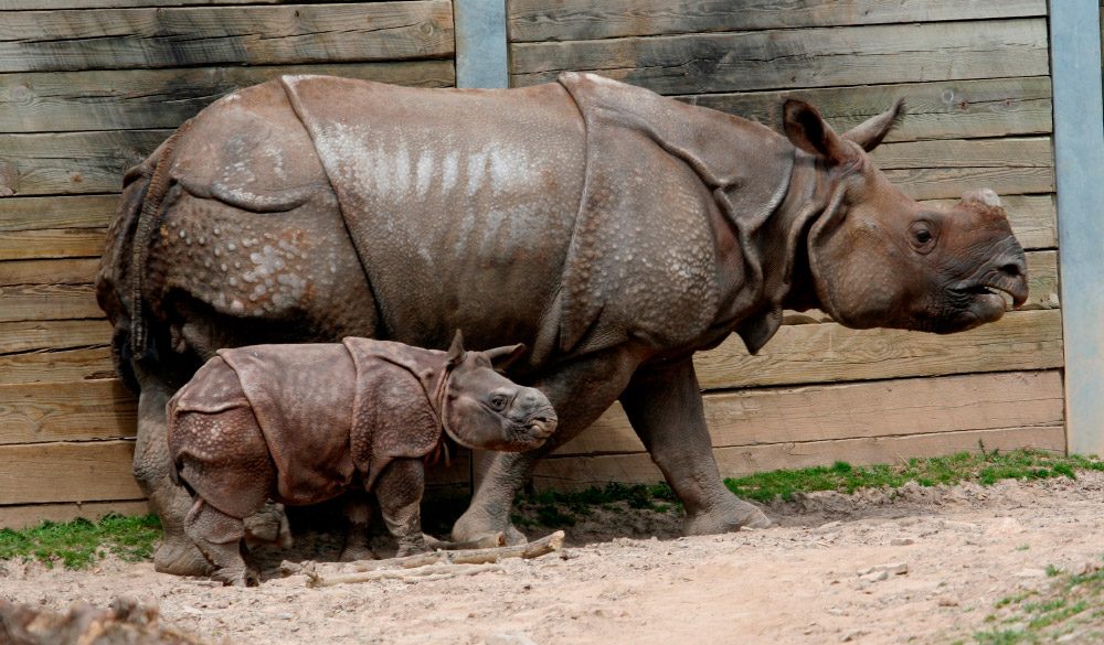 Reproducción y cría de los rinocerontes