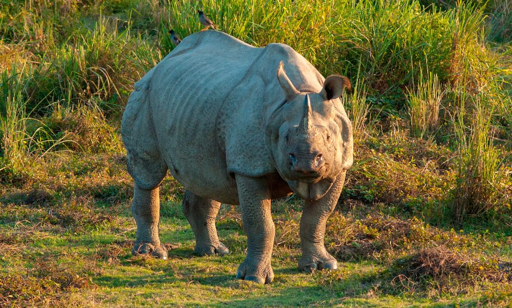 Rinoceronte indio en fotos