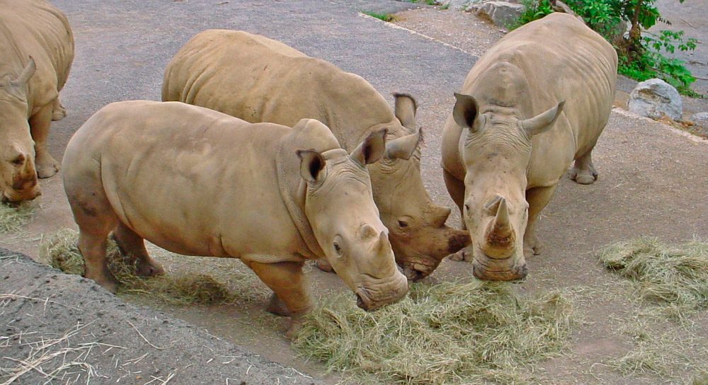 Rinocerontes para para visitantes y turistas