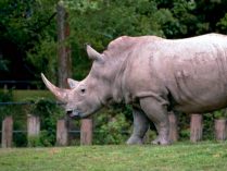 Comportamiento de los rinocerontes
