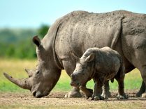Crias de rinoceronte