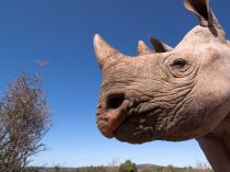 Cuerno del rinoceronte