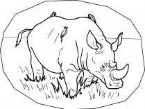 Dibujos para pintar de rinocerontes