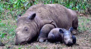 El rinoceronte de Sumatra