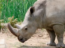 Especies de rinocerontes
