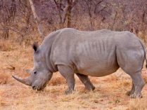 Evolución de los rinocerontes