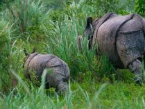 Extinción del rinoceronte de Java