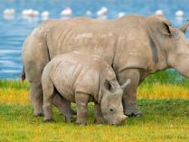 Familia de rinocerontes