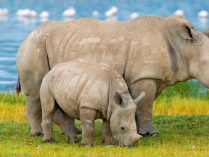 Fotos de cuernos de los rinocerontes