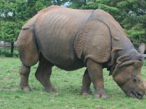 Fotos de rinocerontes adultos