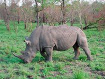 Fotos de rinocerontes comiendo
