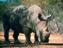 Fotos de rinocerontes en peligro de extinción