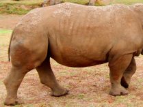 Fotos de rinocerontes pequeños