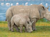 Fotos del rinoceronte blanco