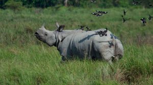 Hábitat de los rinocerontes