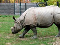 Hábitat del rinoceronte de Java