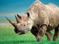 Historia de los rinocerontes