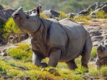 Imágenes bonitas de rinocerontes