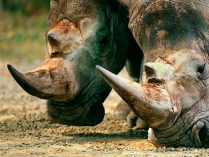 Imágenes con rinocerontes