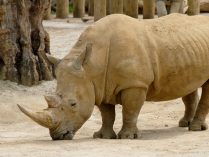 Imagenes de cuernos de los rinocerontes