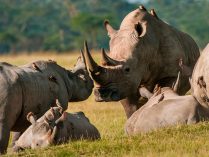 Imágenes de grupos de rinocerontes