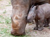 Imágenes de rinocerontes comiendo
