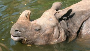 Imágenes de rinocerontes