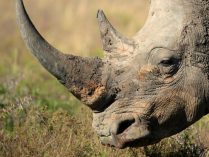 Piel del rinoceronte