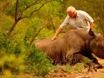 programas de conservación de los rinocerontes