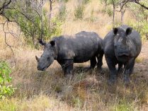 Rinoceronte blanco en fotos