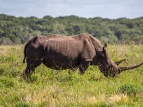 Rinoceronte con cuernos gigantes