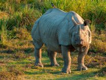 Rinoceronte indio en fotos