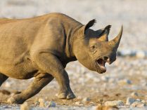 Rinocerontes corriendo