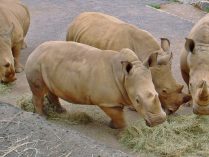 Rinocerontes para para visitantes y turistas
