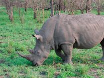 Sentidos de los rinocerontes