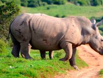 Socialización de los rinocerontes